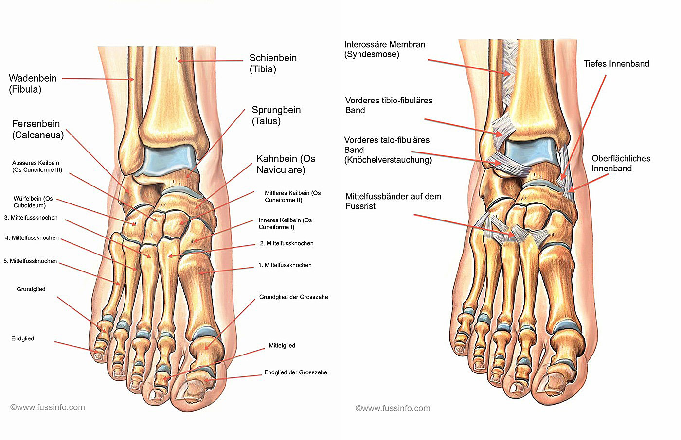 Fußanatomie